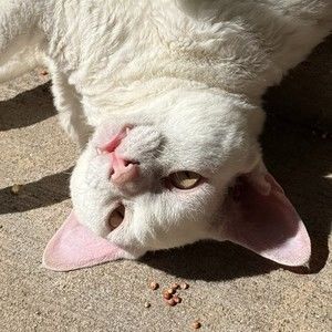 Meet your Posher, Wyatt